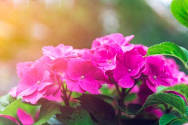 Bahçedeki güzel ortanca çiçekleri