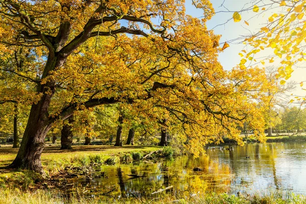 Arbres d'automne colorés avec des feuilles jaune vif dans le parc anglais — Photo