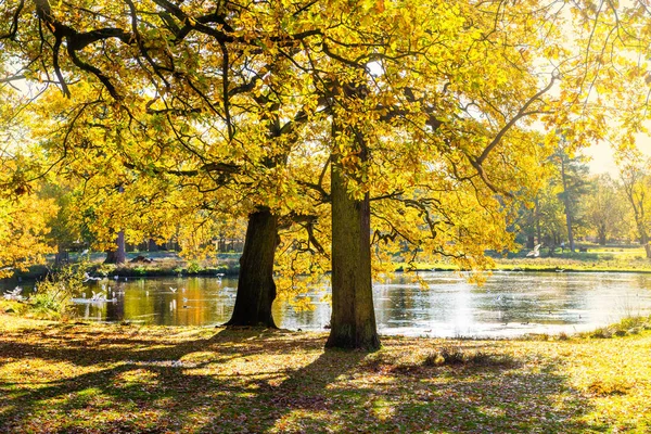 Цветные осенние деревья с ярко-желтыми листьями в английском парке — стоковое фото