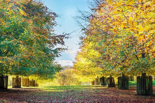 Colourful autumn trees with yellow leaves in English Park