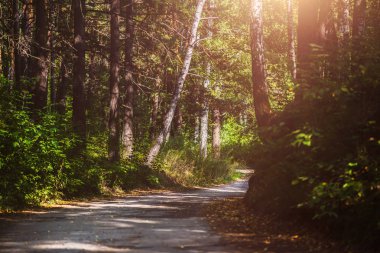 Farklı ağaçları olan güzel bir yaz ormanı