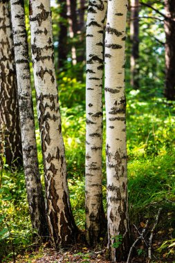 Farklı ağaçları olan güzel bir yaz ormanı
