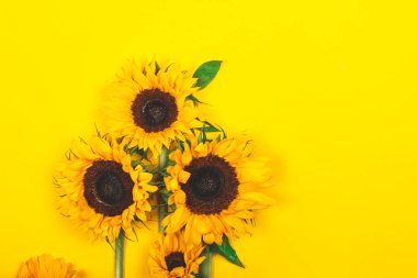 Parlak Arka Plan Üzerinde Sarı Ayçiçeği Buketi