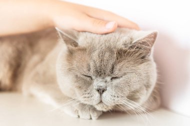 Beyaz masaüzerinde yatan İngiliz Shorthair kedi