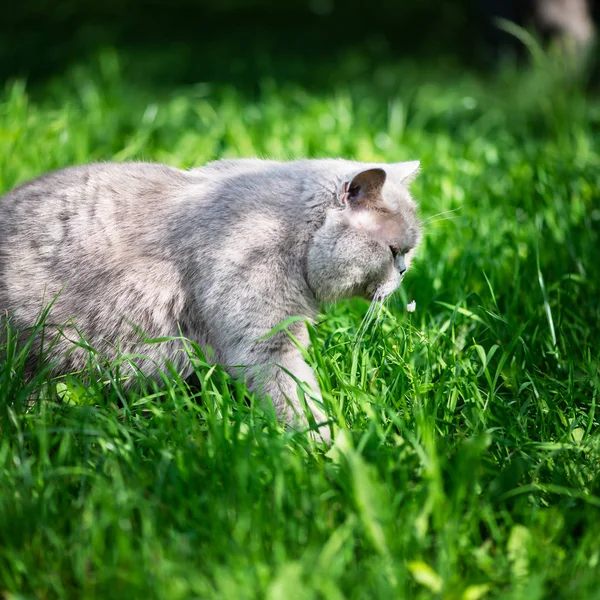 British Shorthair cat is walking outside in the garden — Stock Photo, Image