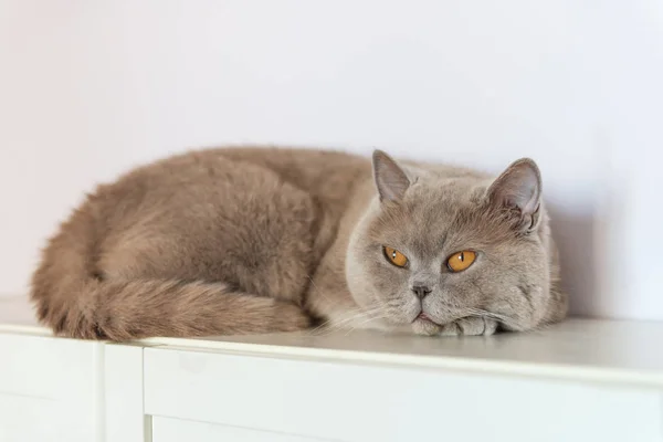 British Shorthair cat lying on white table — Stock Photo, Image