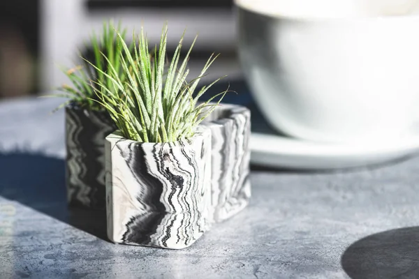 Marbled geometric succulent planters with beautiful tiny plants — Stock Photo, Image