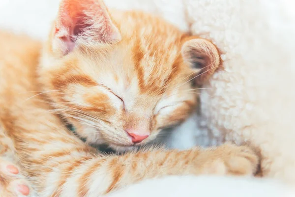 Lindo jengibre gatito duerme — Foto de Stock