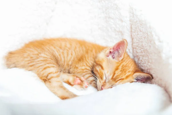 Cute ginger kitten sleeps — Stock Photo, Image