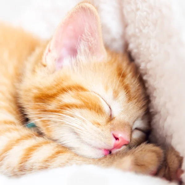 귀여운 생강 고양이잠들다 — 스톡 사진