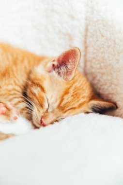 Tatlı kızıl kedi uyuyor.