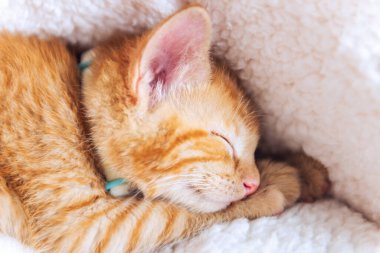 Tatlı kızıl kedi uyuyor.