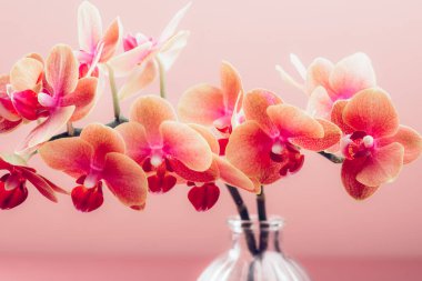 Turuncu Phalaenopsis Orkide Bitkisi