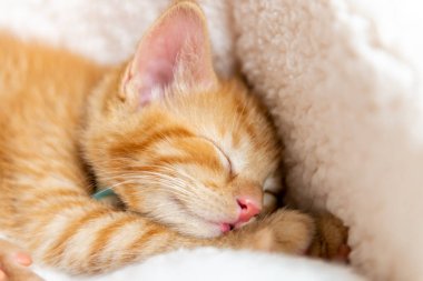 Tatlı kızıl kedi uyuyor.