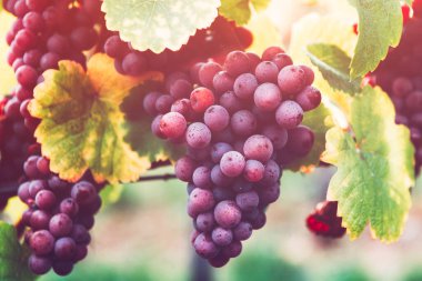 Alsace, Fransa 'da sonbaharda olgun üzümler