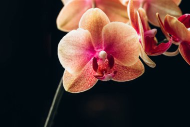 Turuncu Phalaenopsis Orkide Bitkisi