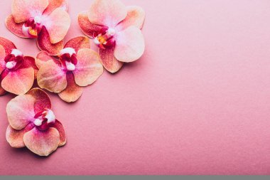 Turuncu Phalaenopsis Orkide Bitkisi