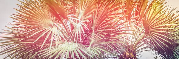 Palmy, tło letnie — Zdjęcie stockowe