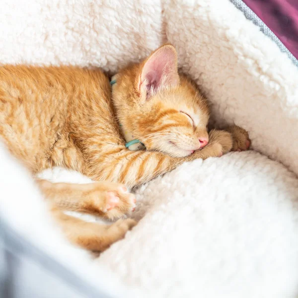 Schattig Klein Gemberpoesje Halsband Slaapt Wit Zacht Kattenbedje — Stockfoto