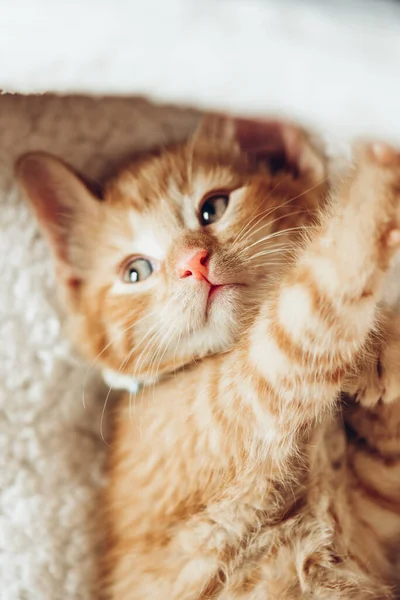 Aranyos Kis Piros Cica Most Ébredt Fehér Puha Macska Ágynemű — Stock Fotó