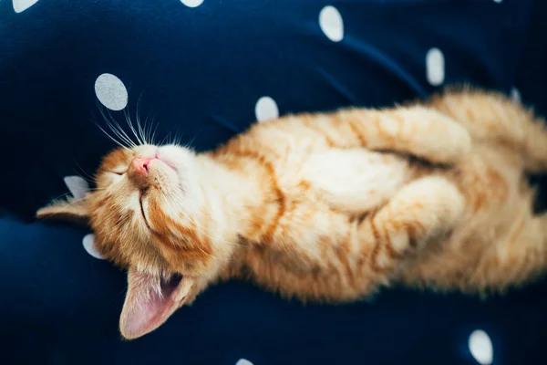 Carino Piccolo Gattino Rosso Dorme Sulle Ginocchia Delle Donne Godere — Foto Stock