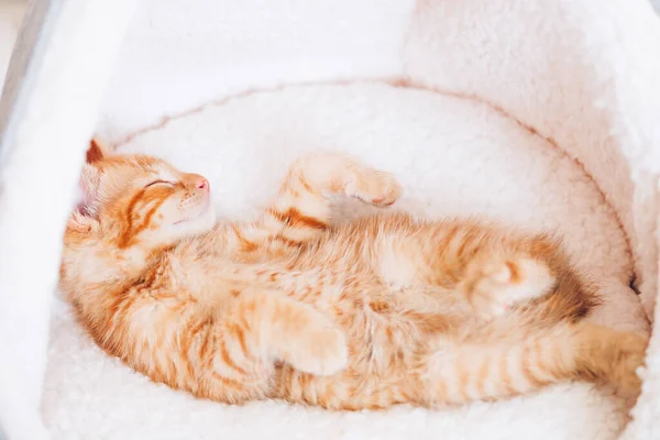 Roztomilé Malé Zrzavé Kotě Spí Zádech Bílém Měkkém Kočičím Ložním — Stock fotografie