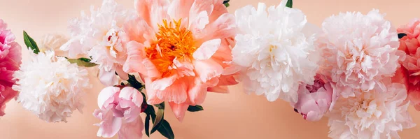 Велика Кількість Півоній Свіжа Група Квітів Організована Черзі Рожевому Тлі — стокове фото