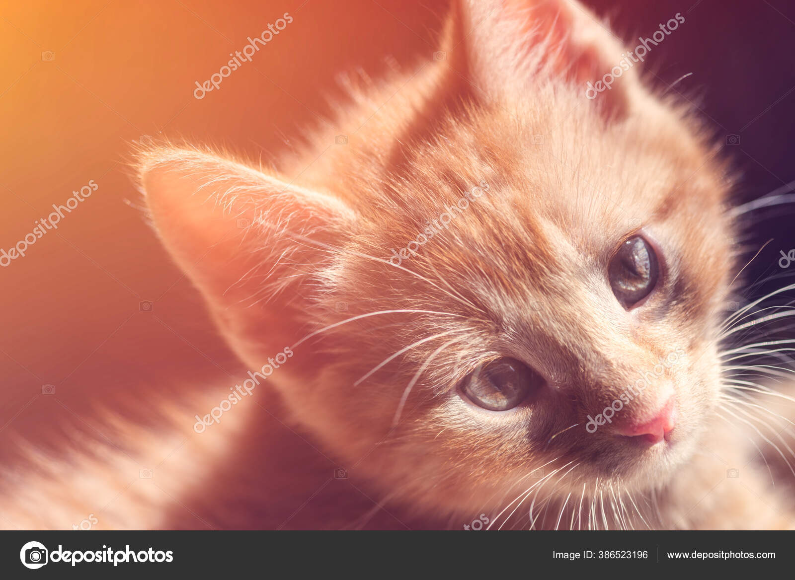 かわいい生姜子猫 ストック写真 C Manuta