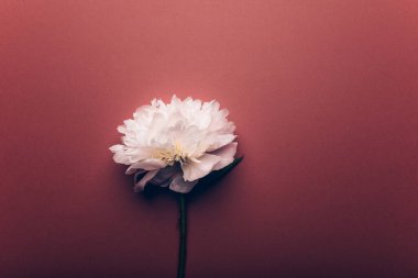 Beyaz Şakayık, basit zarafet.