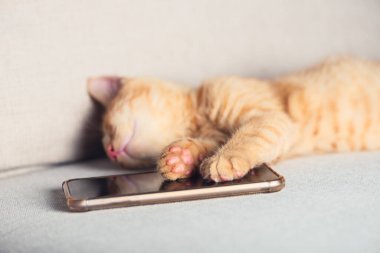 Tatlı kızıl kedi uyuyor.