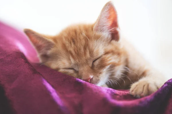 Cute ginger kitten sleeps — Stock Photo, Image