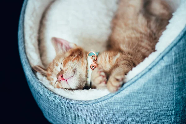 Aranyos gyömbércica alszik — Stock Fotó