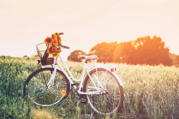 Ayçiçekli klasik bisiklet — Stok fotoğraf