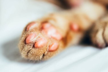 Zencefilli kedi yavrusunun minik patileri