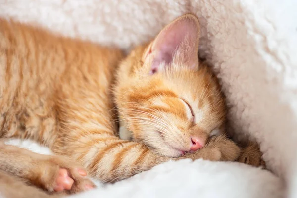 Schattig gember katje slaapt — Stockfoto