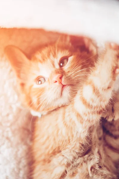 Aranyos vörös cica. — Stock Fotó