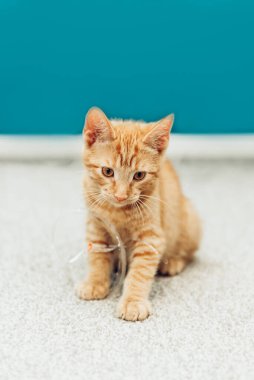 Tatlı kızıl kedicik oturur