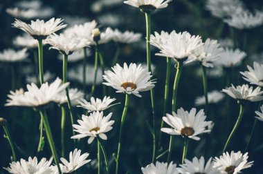 Beyaz papatya çiçekleri