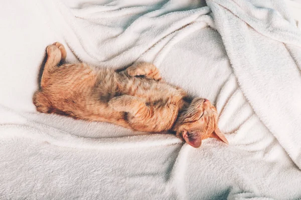 Симпатичный рыжий котенок спит — стоковое фото