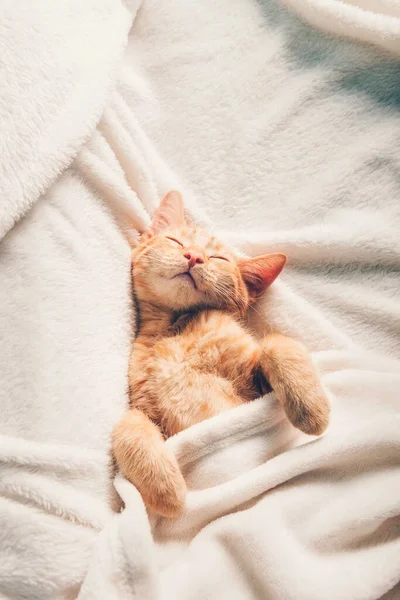 Lindo jengibre gatito duerme — Foto de Stock