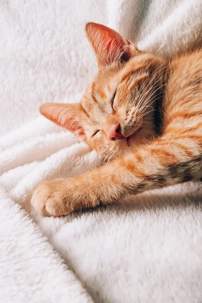 可爱的小生姜猫咪躺在白色柔软的毛毯上睡觉 — 图库照片
