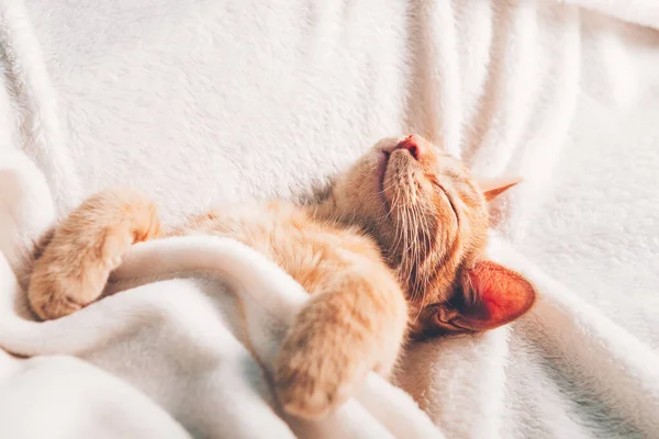 可愛いです小さな生姜子猫はその背中に白い柔らかい毛布の上に眠る — ストック写真