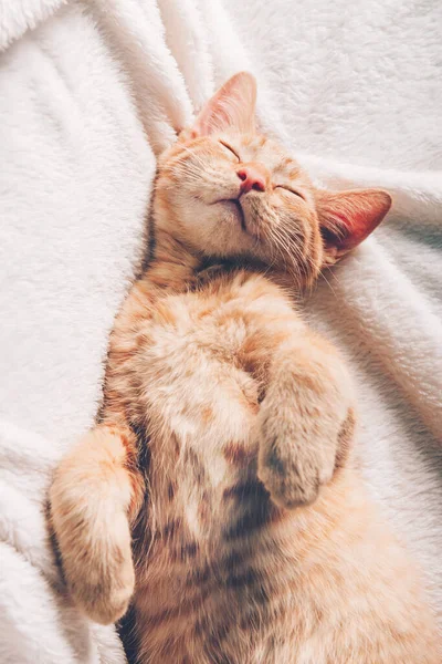 Cute Little Ginger Kitten Sleeps Its Back White Soft Blanket — Stock Photo, Image