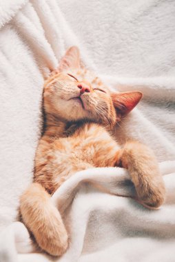 Tatlı kızıl kedi uyuyor.