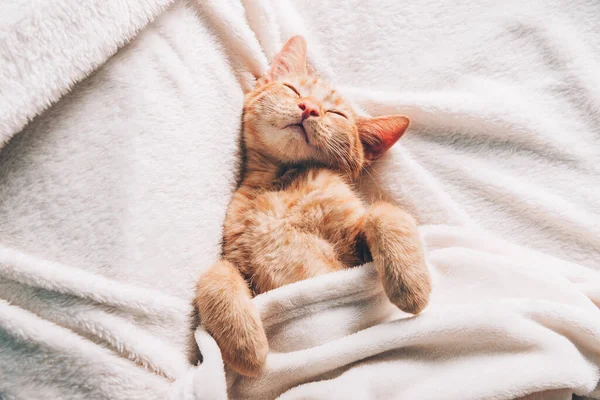 Gatinho de gengibre bonito dorme — Fotografia de Stock