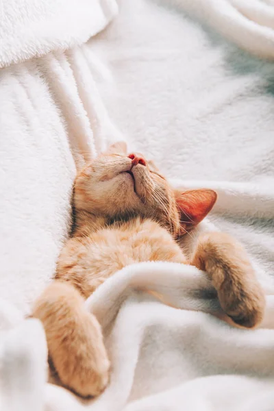 Gatinho de gengibre bonito dorme — Fotografia de Stock