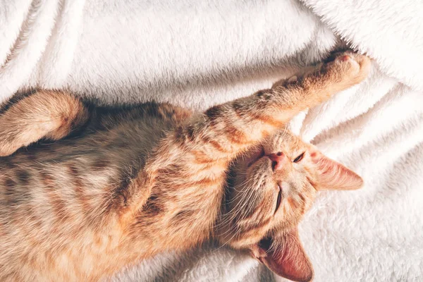 Lindo jengibre gatito duerme — Foto de Stock