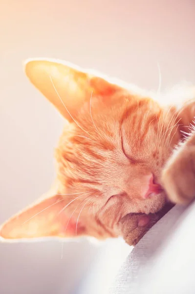 Cute ginger kitten sleeps