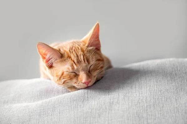 Симпатичный рыжий котенок спит — стоковое фото