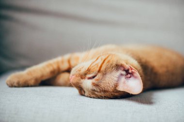 Tatlı kızıl kedi uyuyor.